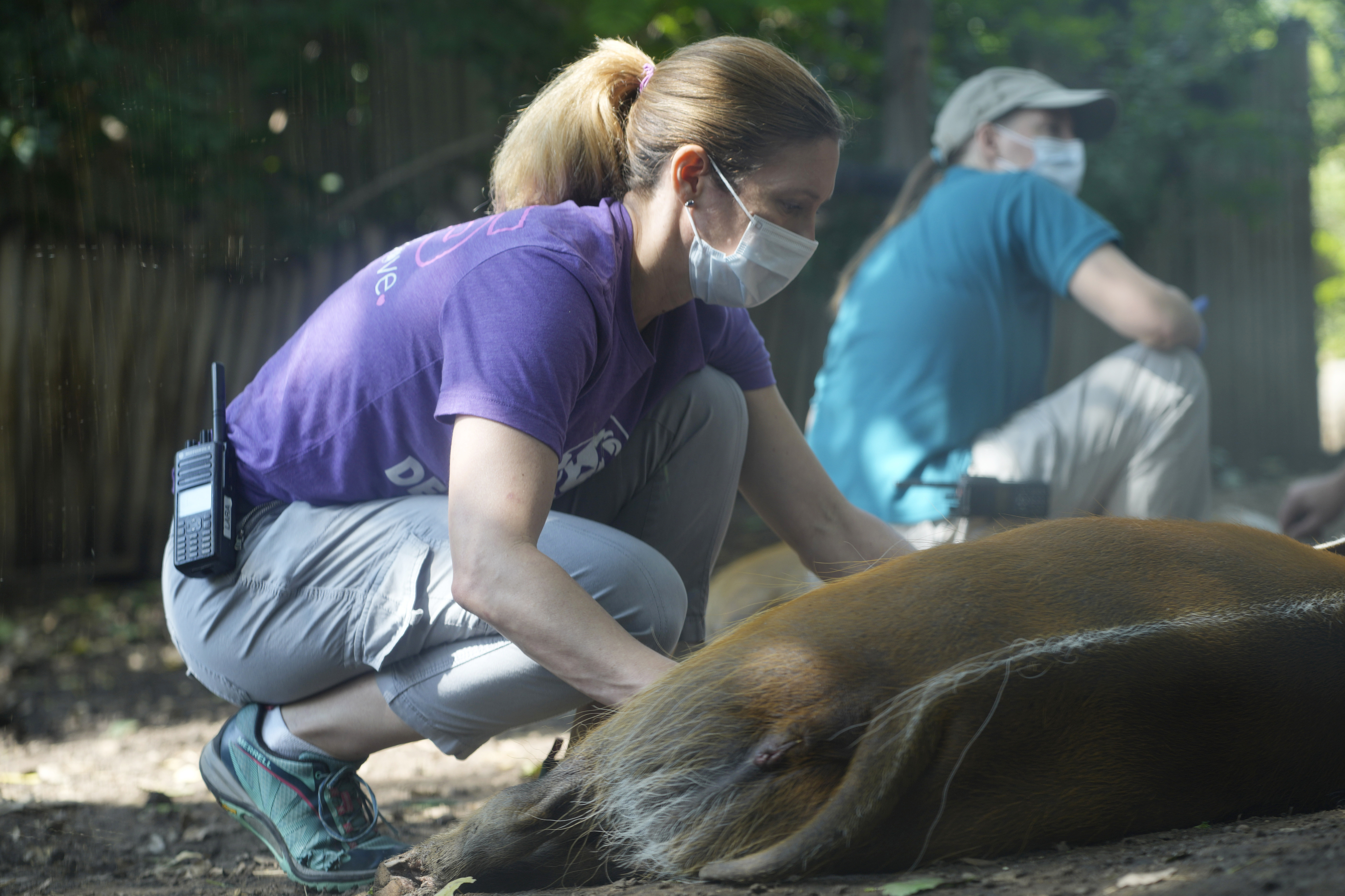 Zoológico de Denver aplicará a los animales la vacuna veterinaria contra covid-19 | Noticias Univision Estados Unidos - Vimarsana News